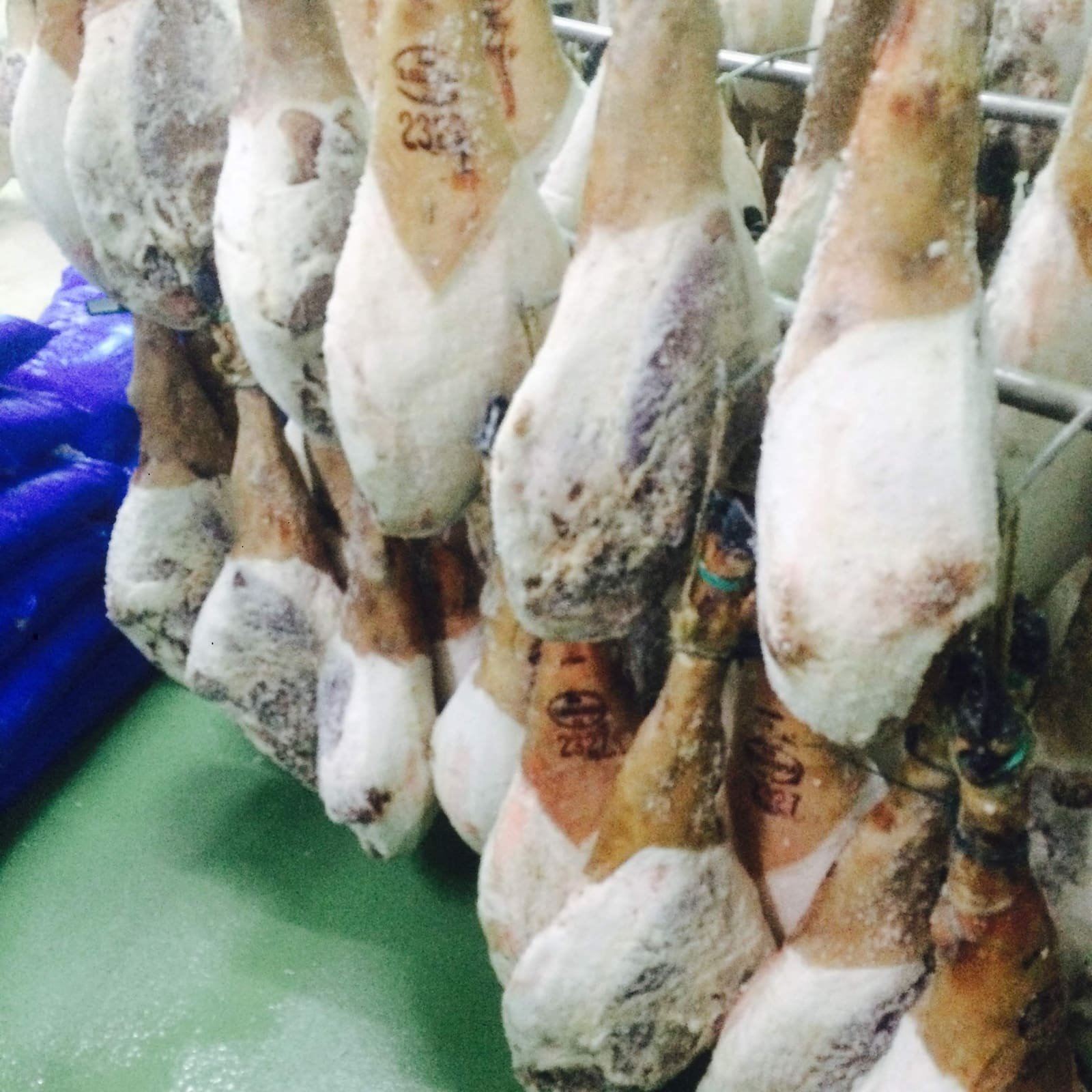 Jambons ibériques recouverts de sel marin pendant la phase de salaison